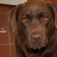 Labrador retriever Balder | Verdens bedste! <3