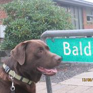 Labrador retriever Balder | Verdens bedste! <3