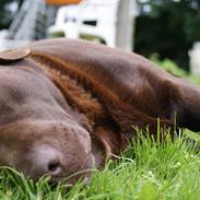 Labrador retriever Balder | Verdens bedste! <3