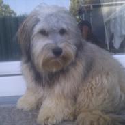 Bichon havanais Calløre pretty bear's Limbo