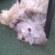 Bichon havanais Calløre pretty bear's Limbo