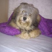 Bichon havanais Calløre pretty bear's Limbo