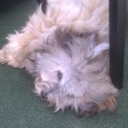 Bichon havanais Calløre pretty bear's Limbo