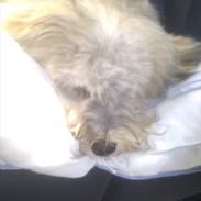 Bichon havanais Calløre pretty bear's Limbo