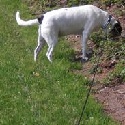 Dansk svensk gaardhund kvik <3<3