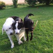 Flat coated retriever Jackson