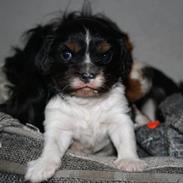 Cavalier king charles spaniel Isabella