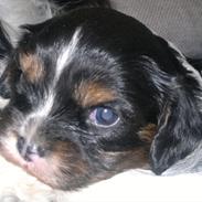 Cavalier king charles spaniel Isabella