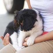 Cavalier king charles spaniel Isabella