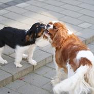 Cavalier king charles spaniel Isabella