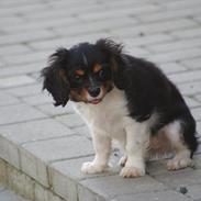 Cavalier king charles spaniel Isabella