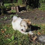 Coton de tulear Simba