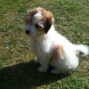 Coton de tulear Simba