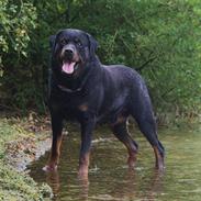 Rottweiler Stoneweiler´s Fiery Son of Diamond