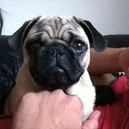 Mops Eddie