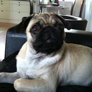 Mops Eddie