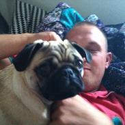 Mops Eddie
