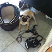 Mops Eddie