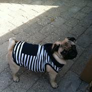 Mops Eddie