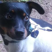 Dansk svensk gaardhund Elvis