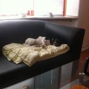 Dansk svensk gaardhund Elvis