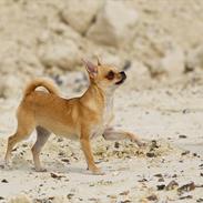 Chihuahua Hueños Malina