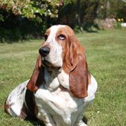 Basset hound Cookie