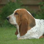 Basset hound Cookie
