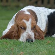Basset hound Cookie