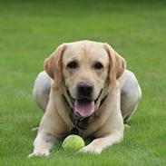 Labrador retriever Taco