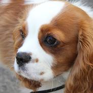 Cavalier king charles spaniel Birkedals Jhon Rawls