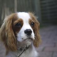 Cavalier king charles spaniel Birkedals Jhon Rawls