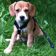 Blanding af racer Echo