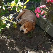 Blanding af racer Echo