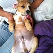 Blanding af racer Echo