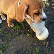 Blanding af racer Echo