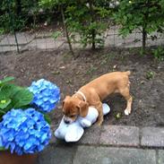 Blanding af racer Echo