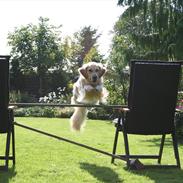 Golden retriever Hovagold Bailey Crema (Tulle)