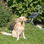 Golden retriever Hovagold Bailey Crema (Tulle)