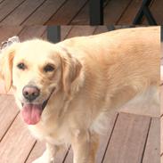 Golden retriever Hovagold Bailey Crema (Tulle)