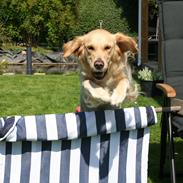 Golden retriever Hovagold Bailey Crema (Tulle)