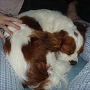 Cavalier king charles spaniel Sif