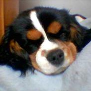 Cavalier king charles spaniel Sif
