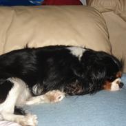 Cavalier king charles spaniel Sif