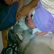 Alaskan malamute Ashlan