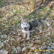Alaskan malamute Ashlan