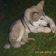 Alaskan malamute Ashlan
