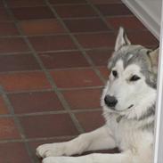 Alaskan malamute Ashlan