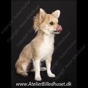 Chihuahua Chi Chi