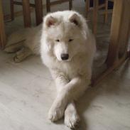 Samojedhund Felix